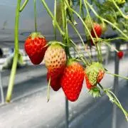 いちごの画像