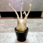 Foqの画像