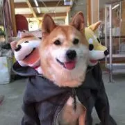 さくらさく