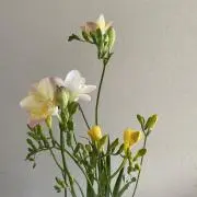 豆大福の画像