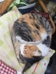 Kiyra