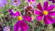 みほ