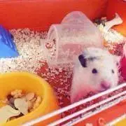 ステラ☆プロフ必読お願い致します☆の画像