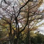 dinhtrangの画像