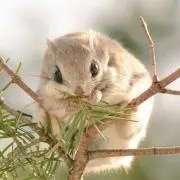 momongaの画像