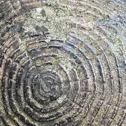 Pineの画像