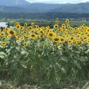 B...の画像