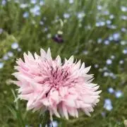 いろはす︎︎☁︎︎*.購入者様プロフ必読の画像