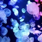 KURAGEの画像