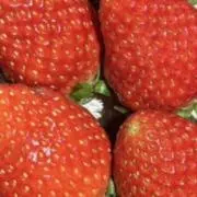 いちご農園の画像