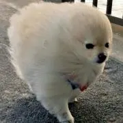 トッポギ