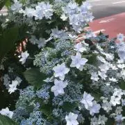 はらぺこの画像