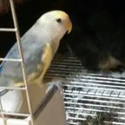 haruちゃん