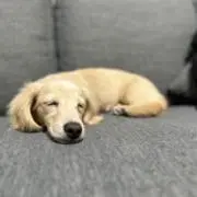 P俊の画像