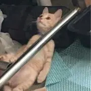 コメント/購入前プロフお読みくださいの画像
