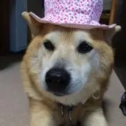 わんちゃんの画像