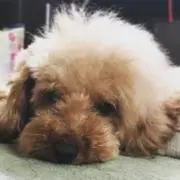 おっしー-絶賛断捨離中-の画像
