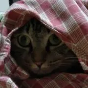 もーちゃんの画像