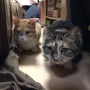 トラキムチの画像