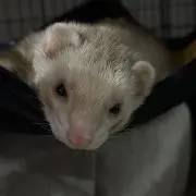 Aiの画像