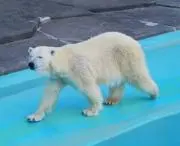 あすかの画像