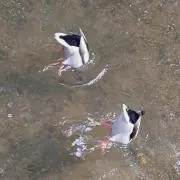 (。・'ω'・。)SHIKAKAの画像