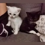 roの画像