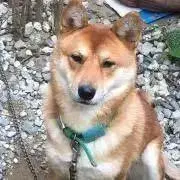 リュウままの画像