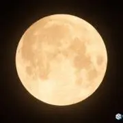 おっちょの画像