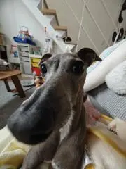 いたまめの画像