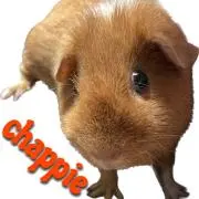 もるけの画像