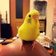 sapiの画像