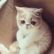 じゃむの画像