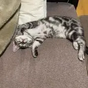 にっきの画像