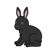 黒うさの画像