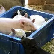ぽんゆの画像