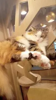アイスの画像
