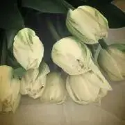 フランネルの画像