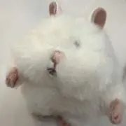 むぎちょこの画像