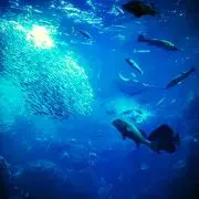 ひまわり