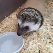 メイ