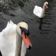 hhh