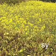 sy