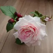 クラマリの画像