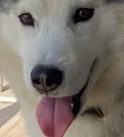 Toru