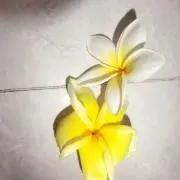kemiの画像