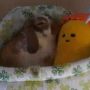 あきうさ