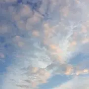 Fiorの画像