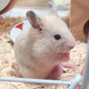 tomtomの画像