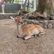 1b_d1の画像